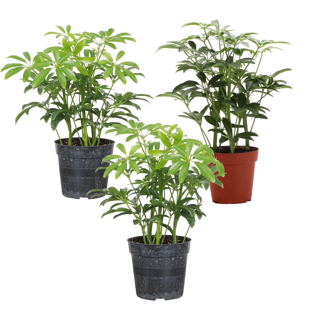 Thorsen's Greenhouse Live Arboricola Umbrella Tree Plant, Schefflera Arboricola, Natural Air Purifier, Easy to Grow, Live Indoor Houseplant, 4-inch Diameter (3 Pack Nursery Pots)
