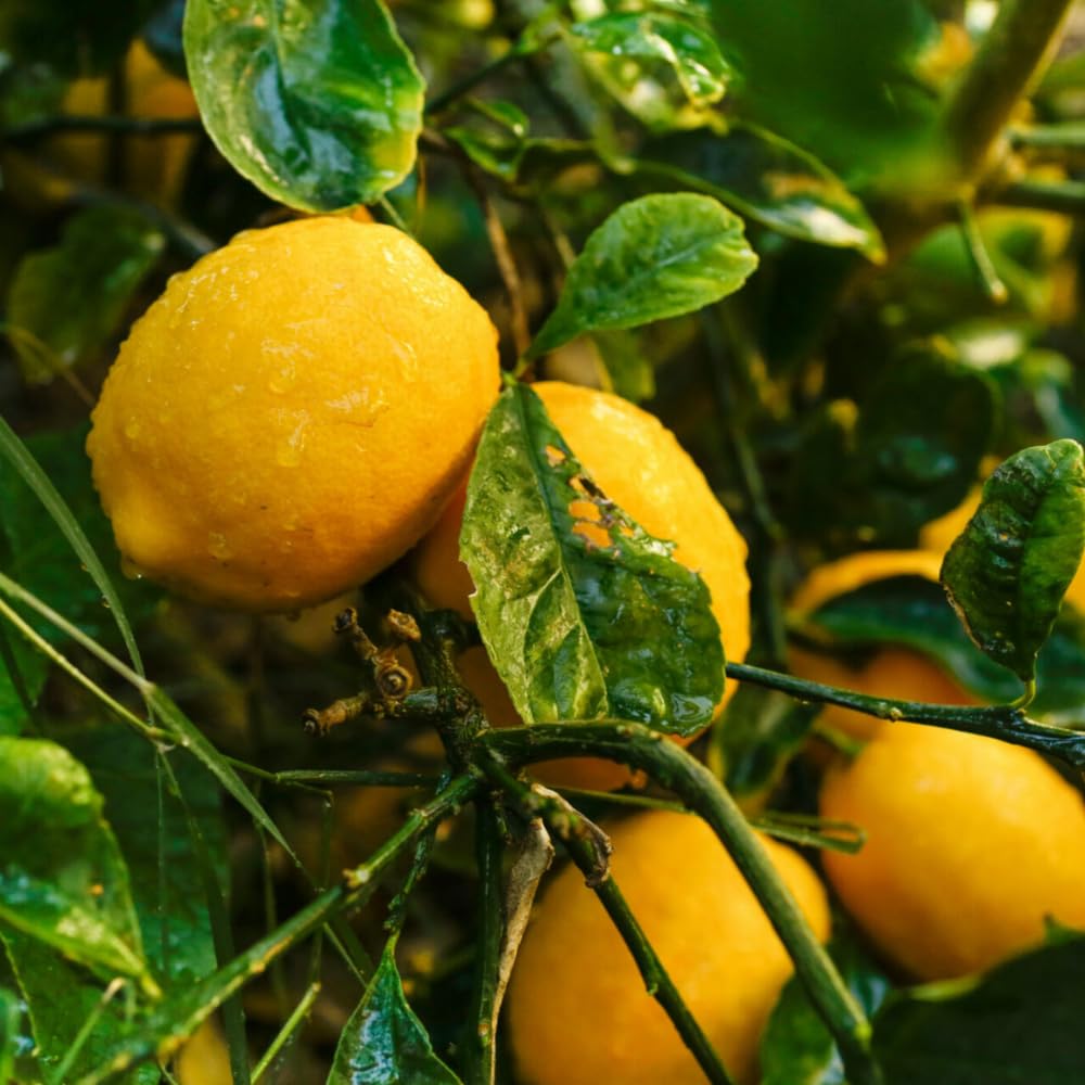 3 Meyer Lemon Trees Live Plants in 4'' Pot, Fragrant Citrus Tree, Hardy and High-Yielding Meyer Lemon Plant for Indoor Outdoor Growing, Ready to Grow, 3-5 Inch Tall