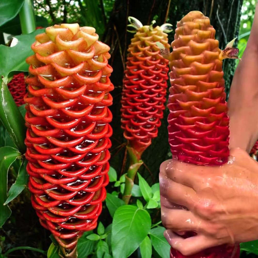 3 Shampoo Ginger Rhizomes for Planting, Live Awapuhi Shampoo Ginger Roots to Grow, Zingiber Zerumbet Fresh Ginger Plant Live