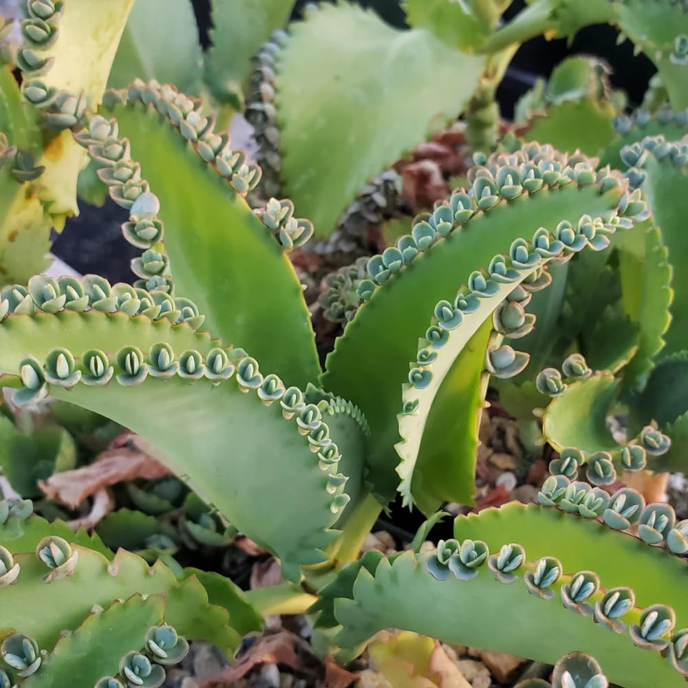 HTKOMA Kalanchoe Mother of Thousands Plant Live in 4 Inch Pot, Kalanchoe Succulent Live Plants Indoor Outdoor, Kalanchoe Plants Live