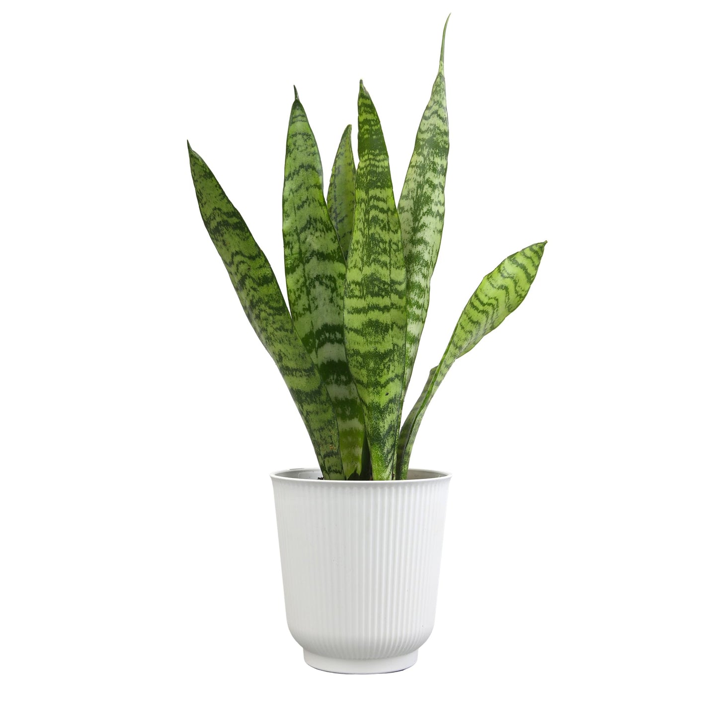 Altman Plants Variegated Snake Plant Decor, Sansevieria Zeylanica Snake Plants (Approx. 6" Tall) in White Planter, Air Purifying Easy Plant Gift, Live Snake Plant Live Indoor with Pot & Desk Plant