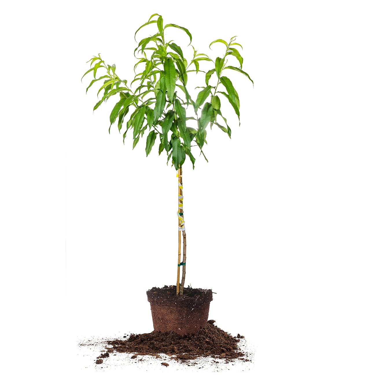 Perfect Plants Flordaking Peach Tree 4-5ft. Tall | Large Fruit | Heavy Producer