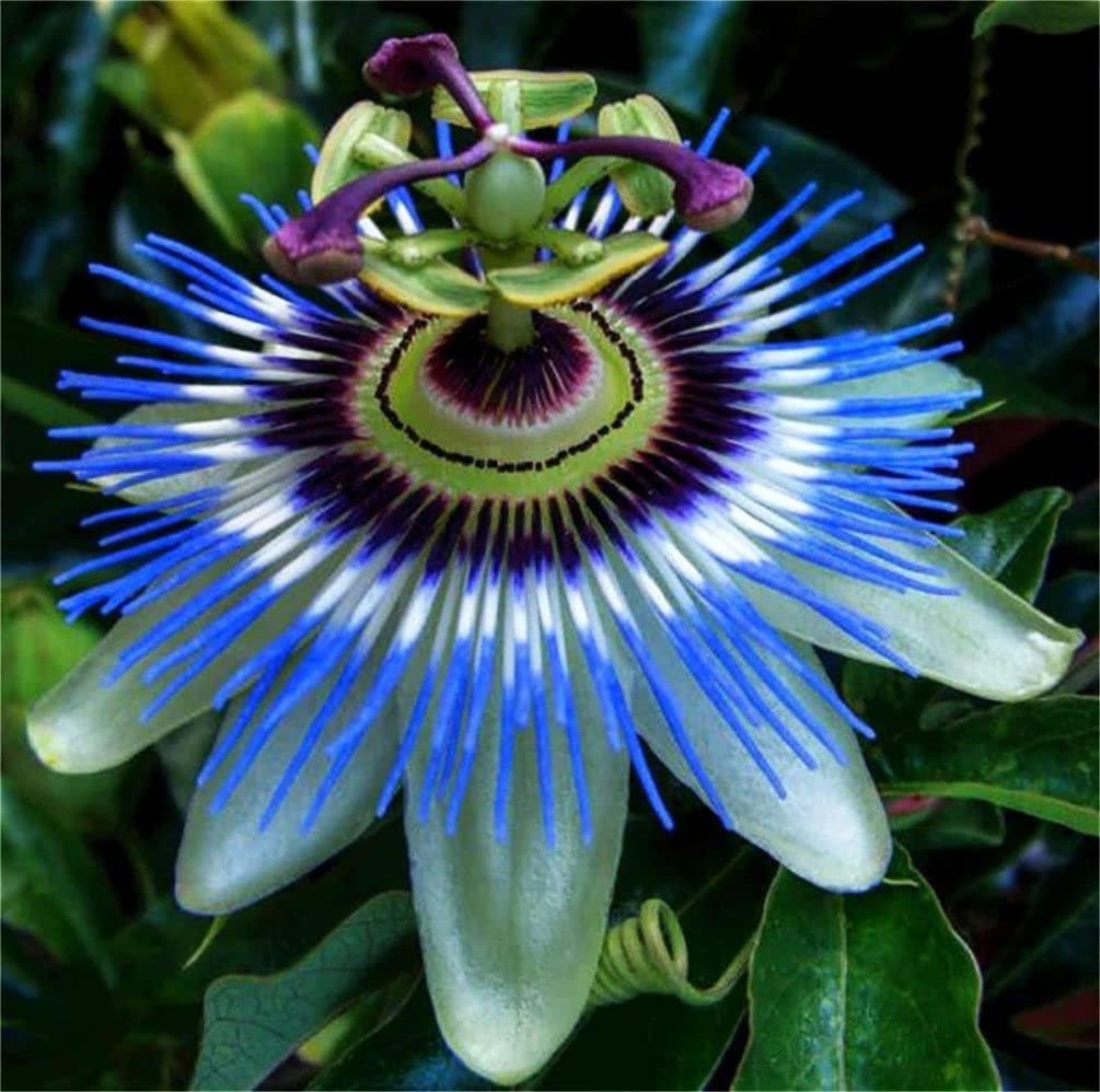 Passion Flower Seeds Mixed Color 40 Pcs+ Passion Fruit Seeds - Vine Perennial Flower Seeds, Green