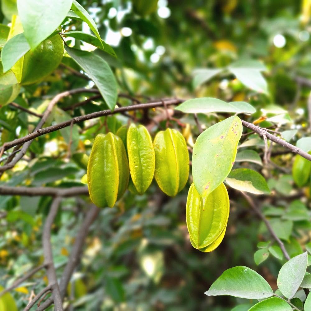 Starfruit Tree Live Plant 3 Gallon 2 to 3 Feet Tall, Live Sweet Tropical Starfruit Fruit Tree for Garden, No Ship to CA