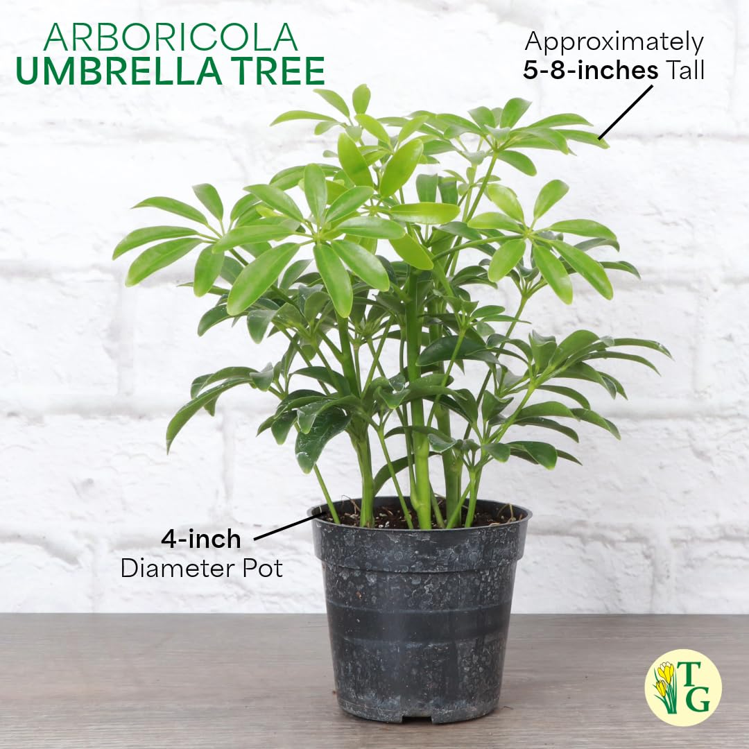 Thorsen's Greenhouse Live Arboricola Umbrella Tree Plant, Schefflera Arboricola, Natural Air Purifier, Easy to Grow, Live Indoor Houseplant, 4-inch Diameter (Natural)