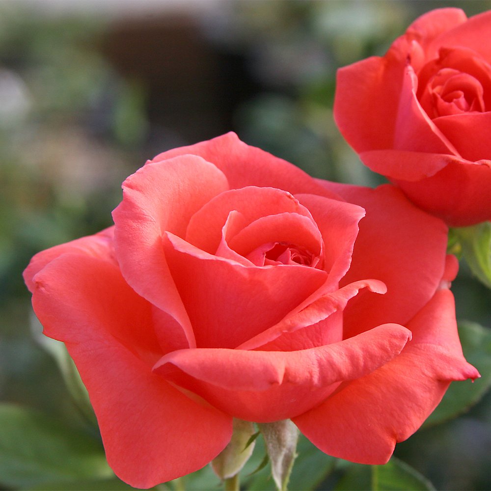 Heirloom Climbing Roses, Live Own Root Plant for Outdoor Garden, America™, Very Fragrant, Hardiness Zones 5-10, Continual Blooming