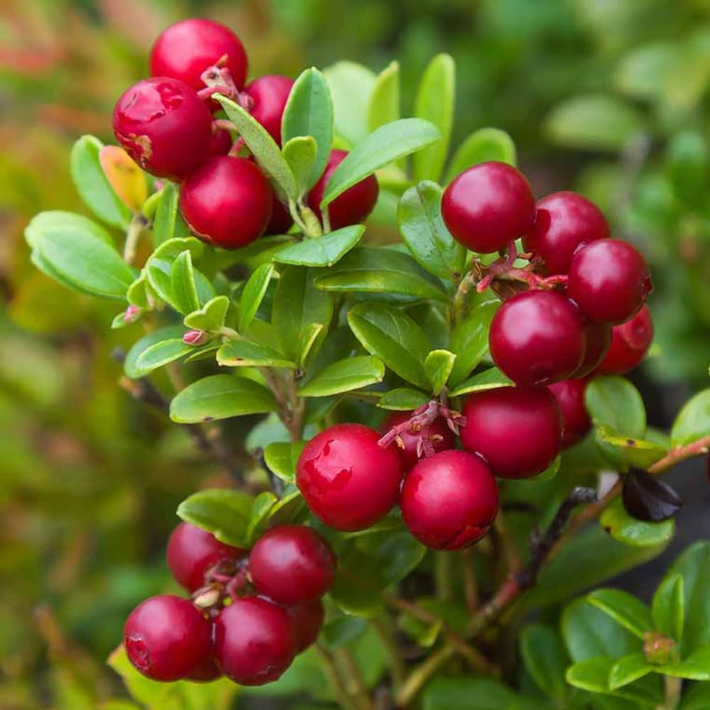Red Lingonberry Plant, Live Red Lingonberry Starter Plant, Live Lingonberry Bush Plants, 4 to 6 Inch Tall