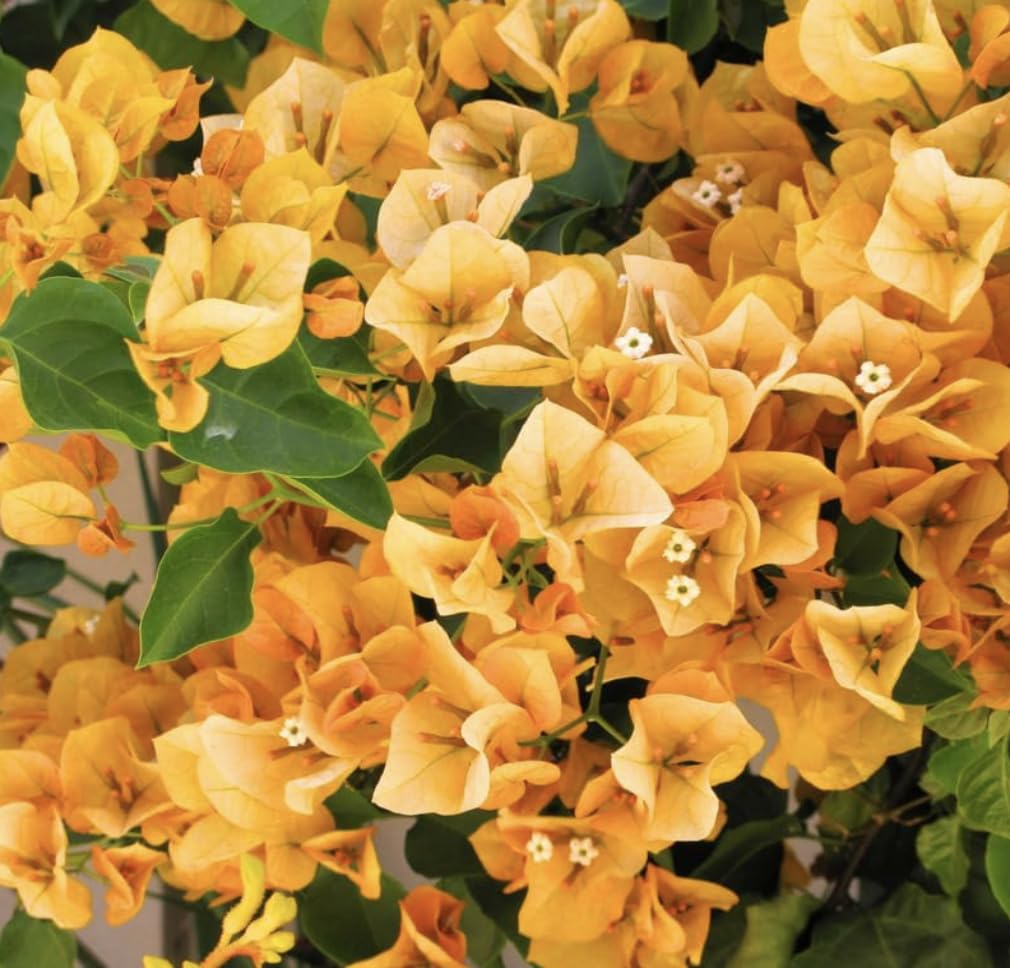 Yellow Bougainvillea Live Plants - 2 (Two) California Gold Bougainvillea 4 to 6 Inches Starter Plants - Live Bougainvillea Plants - Live Flower Plants