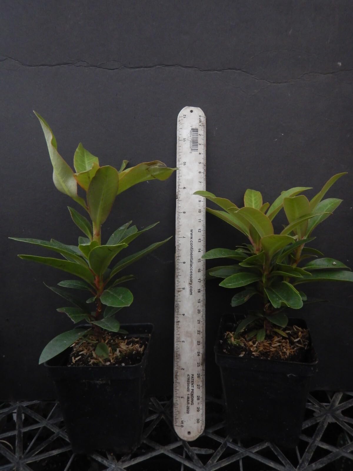 Live Plant - Percy WisemanAzalea RhododendronSTARTER Plant