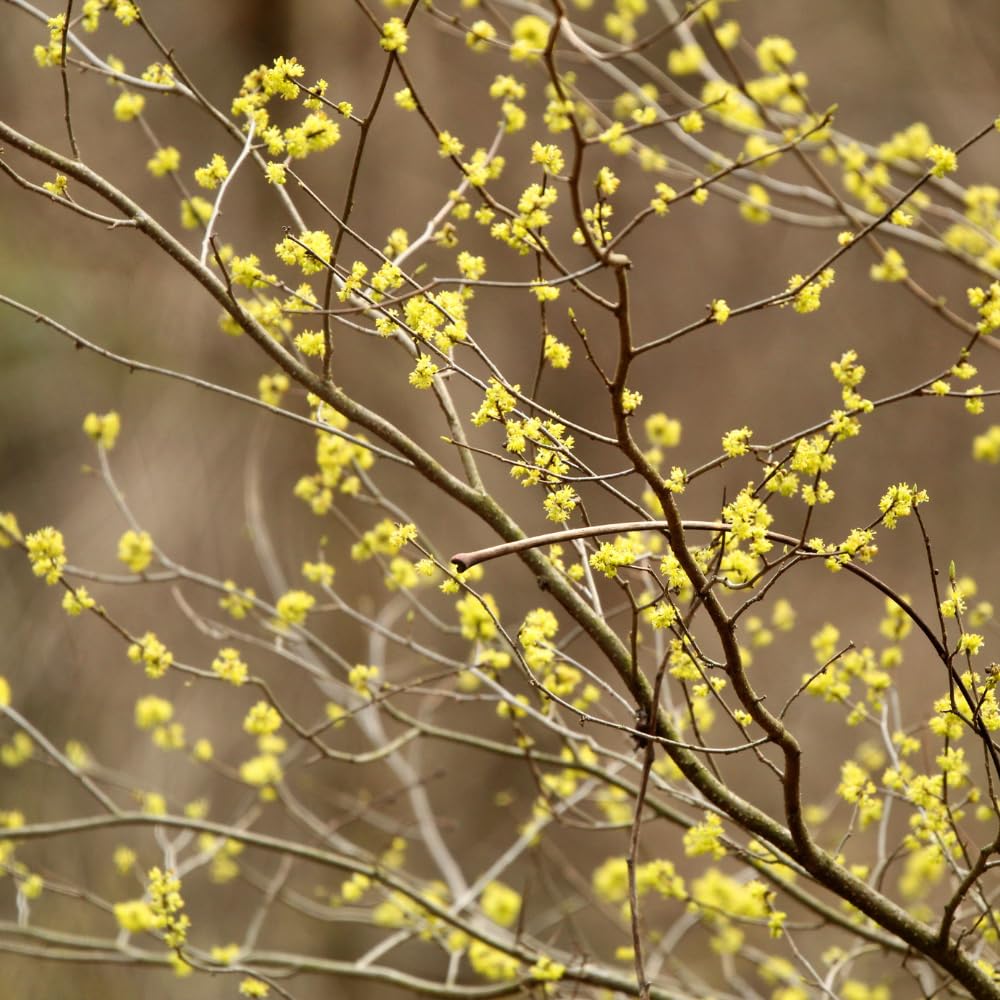 Live Spicebush Plant, Fragrant Plant, Low Maintenance, 8-12 Inches Tall in Quart Pot for Outdoor Planting