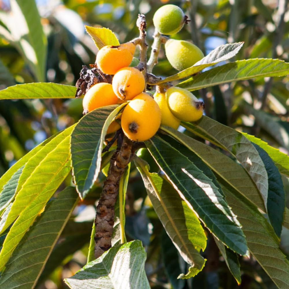 Loquat Tree Live Plant in 4" Pot, 5-9 Inch Tall Fruit Tree Seedling, Hardy Loquat Plant for Outdoor Growing