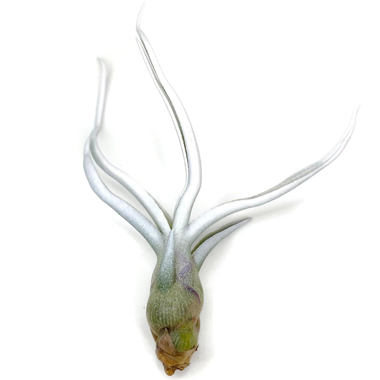 Bulbosa Air Plant, Guatemala Tillandsia Live Airplant, Healthy Arrival Guaranteed, Great Indoor Plant, Home Decor & Gift (White)