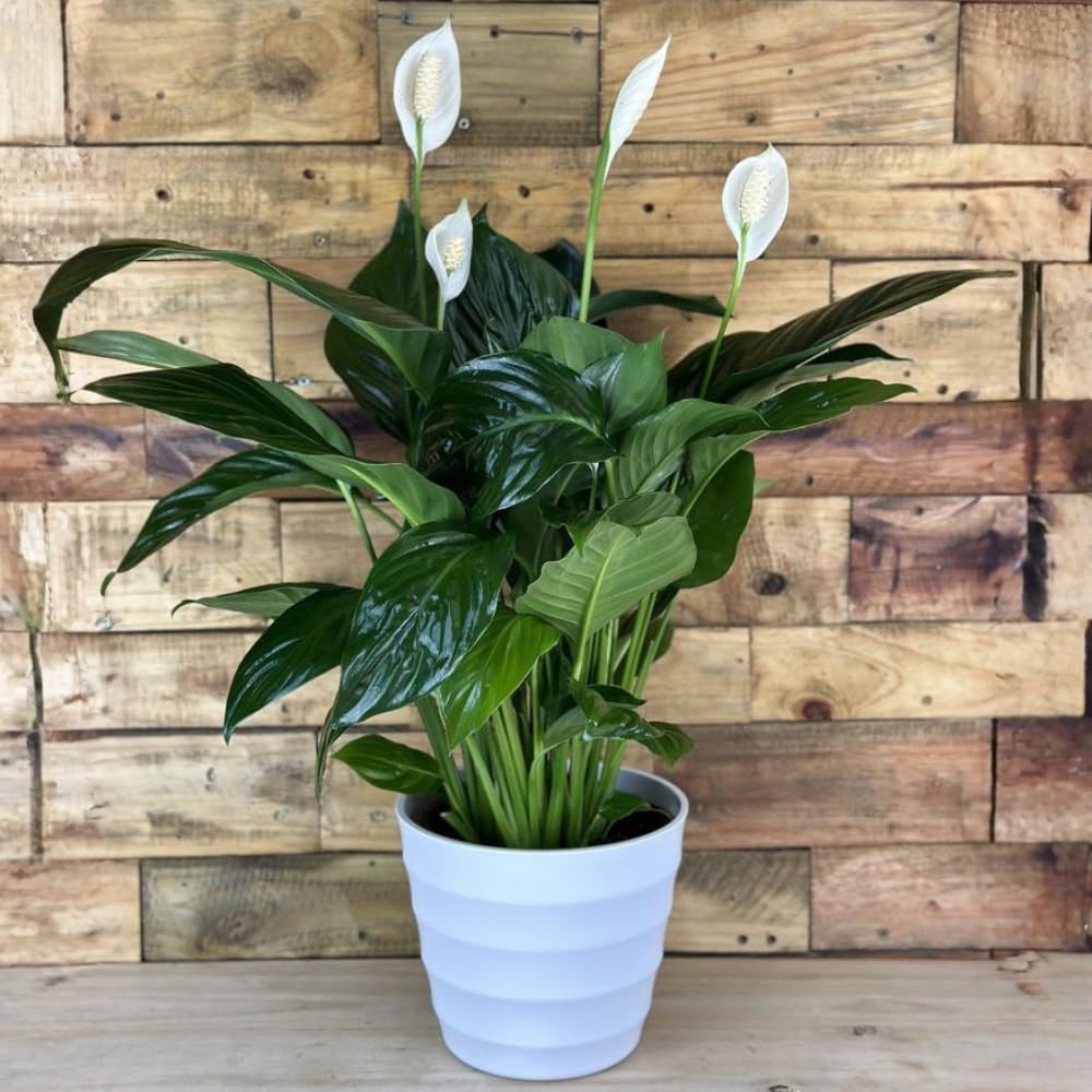 Live Peace Lily Plant, 4 Inch Pot, Easy Care Indoor Houseplant, White Blooms - Great for Home and Office