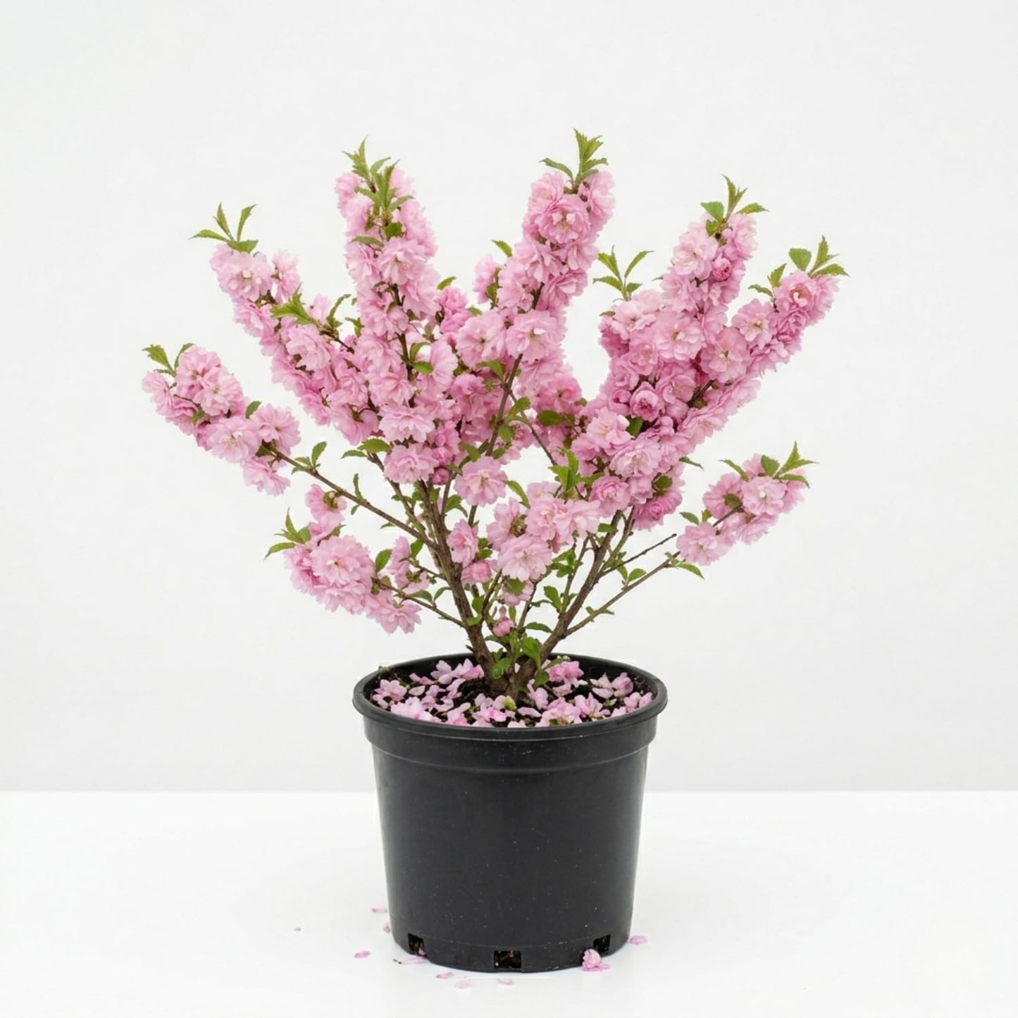 Almond Live Tree Plant, Pink Flowering Almond in Quart Pot, 8-10'' Tall, Perennial Ornamental Flower for Outdoor Garden