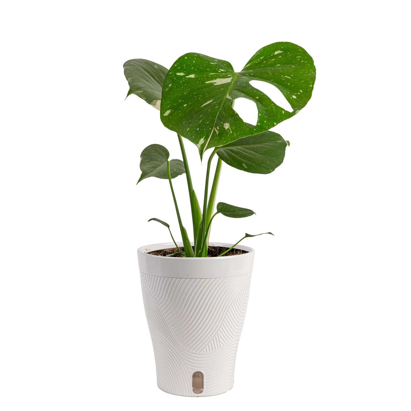 Costa Farms Thai Constellation, Variegated Monstera Live Plant in Self Watering Pot, Indoor Houseplant, Home, Room, or Office Decor, House Warming or Birthday Gift, 12-18 Inches Tall