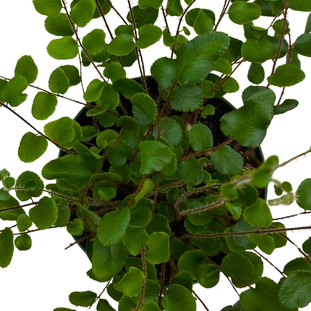 BubbleBlooms Button Fern in a 4 inch Pot Pellaea rotundifolia