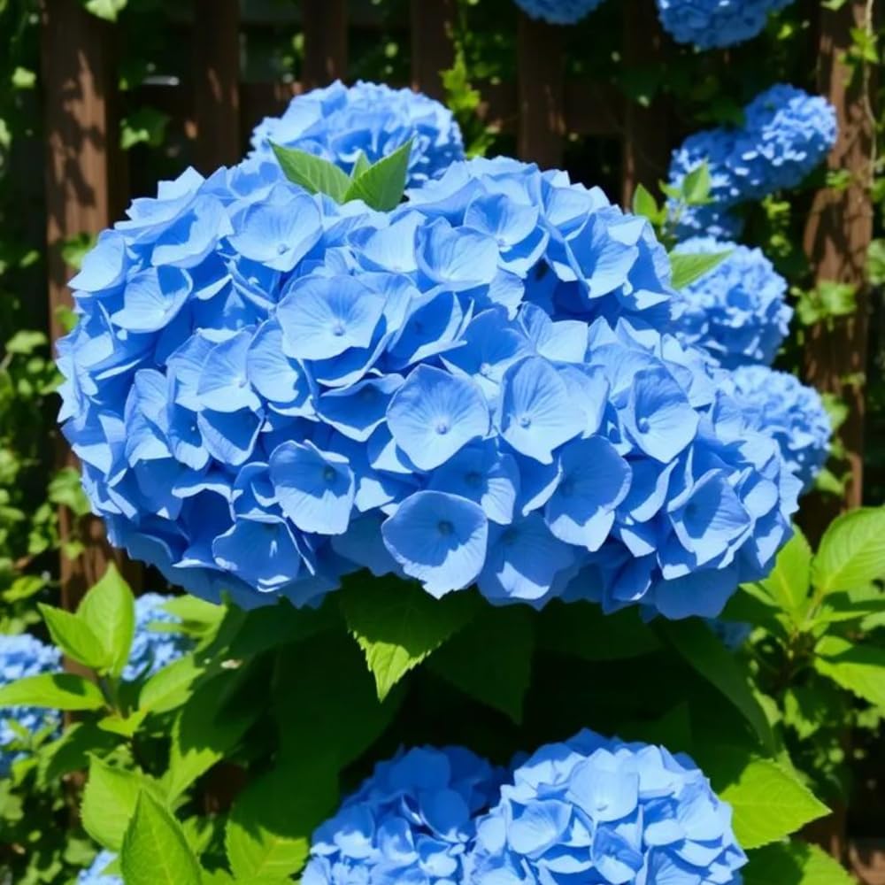 Hydrangea Live Plant, 6-12 Inch Tall, Hardy Flowering Shrub in 2.5" Pot, Outdoor Garden Hydrangea Bush (Blue Hydrangea)
