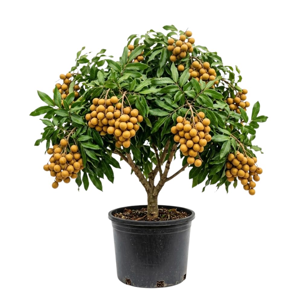 Longan Tree Live Plant, Longan Plant, Well Rooted, 2-3 Feet Tall, Edible Tropical Fruit Plant for Outdoor Planting, No Ship to CA