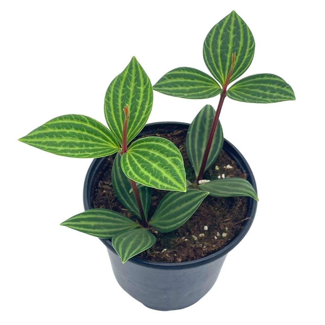 BubbleBlooms Peperomia Puteolata in a 4 inch Pot Stilt Parallel Peperomia