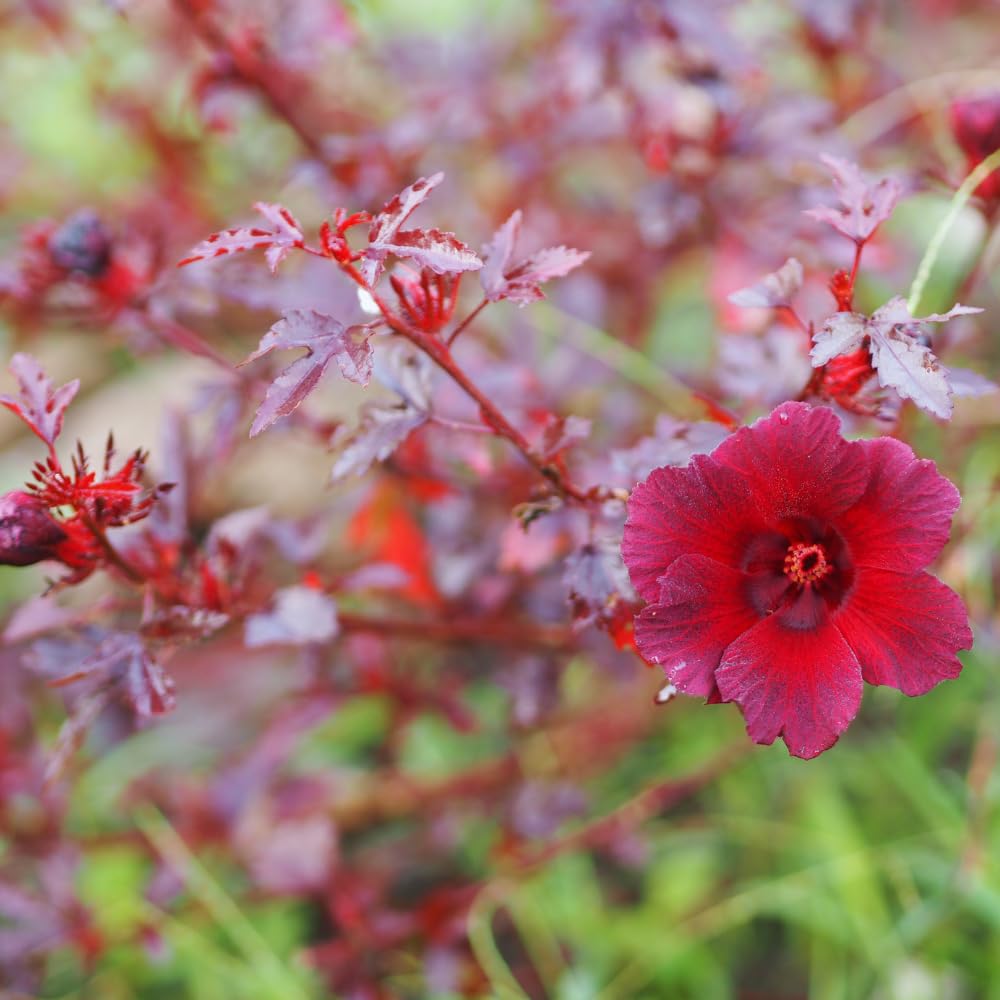 Red Leaf Hibiscus Plants Live, 3 Live Cranberry Hibiscus Plants, Size Plant 5 to 7 Inc Tall