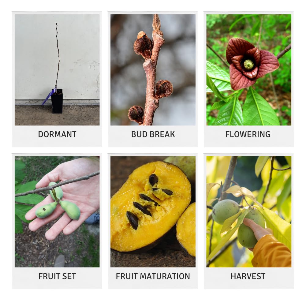 1 Year Old Paw Paw Plant No Pot, Indian Banana Pawpaw Tree Live Plant, Winter Dormant, 6 to 13 Inc Tall