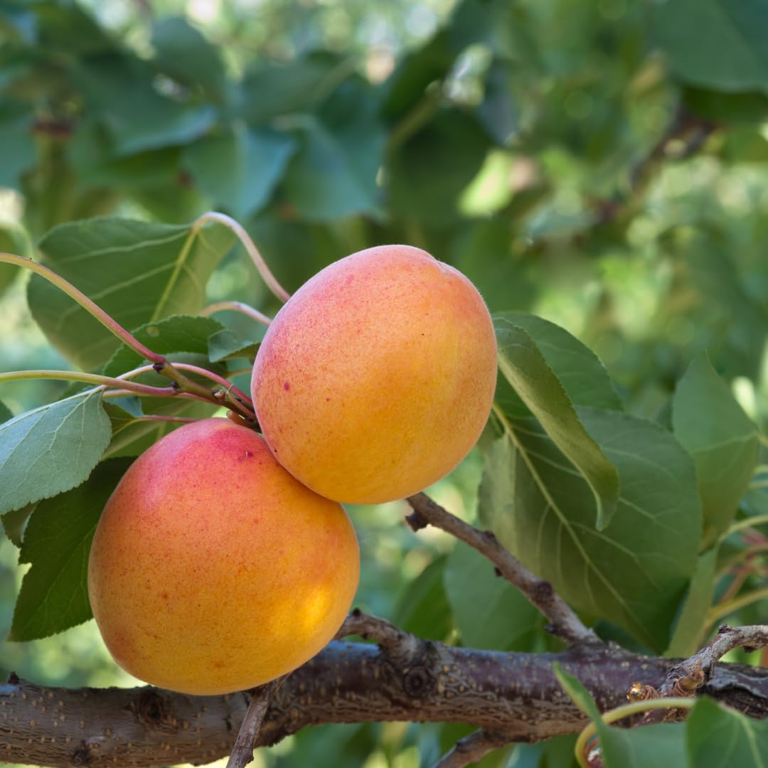 Live Apricot Tree for Planting, 2–3 ft Tall in 3-Gallon Pot, Fruit Tree, Suitable for Outdoor Garden Planting, No Ship to CA