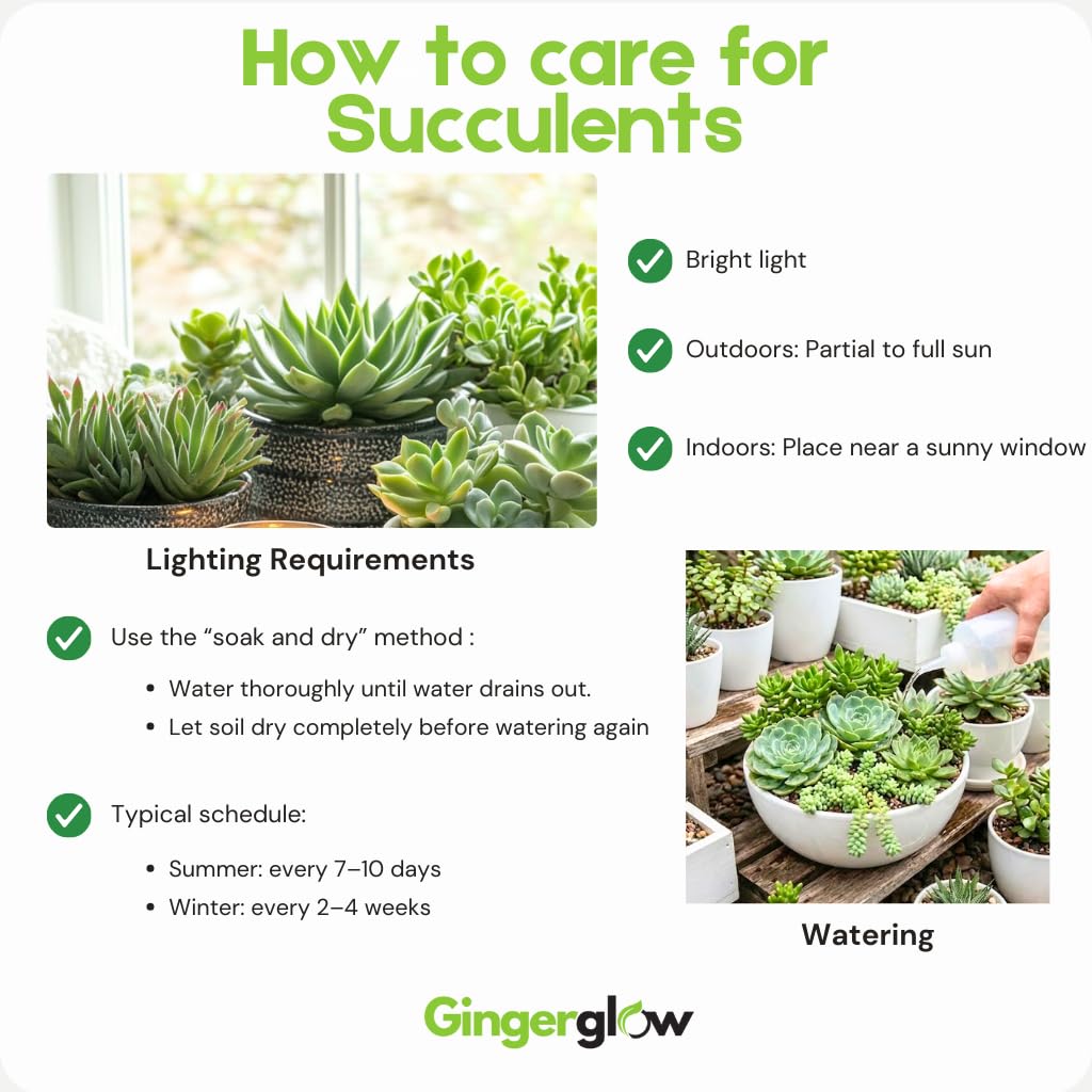 String of Buttons Live Plant | Compact Trailing Variegated Succulent in 4 Inch Pot | Plant for Home Office Decoration & DIY Projects