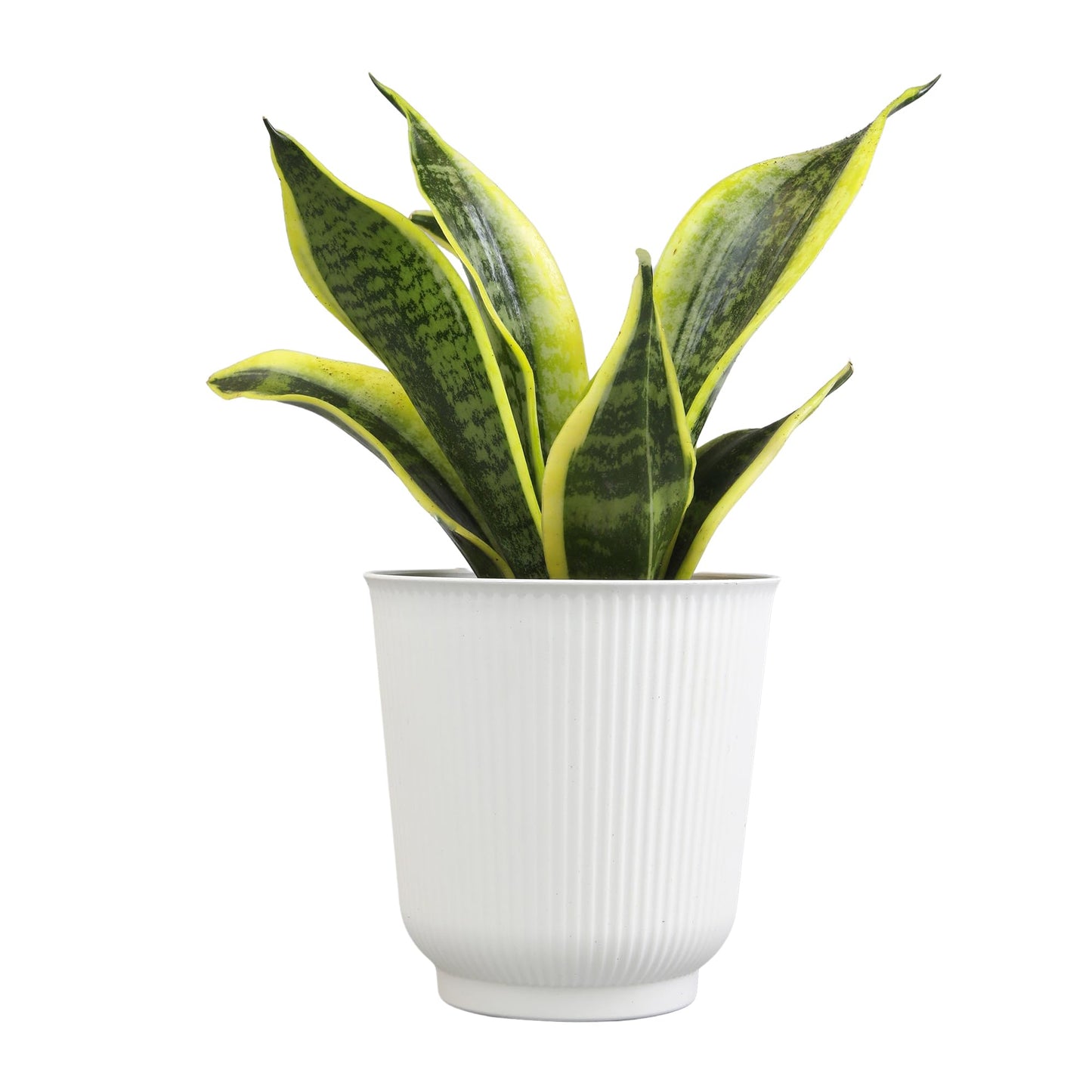 Altman Plants Sansevieria Superba Snake Plants (Approx. 8" Tall) in White Plant Pot, Variegated Snake Plant Decor, Easy Plant Gift & Desk Plant, Live Snake Plant Live Indoor with Pot, Air Purifying