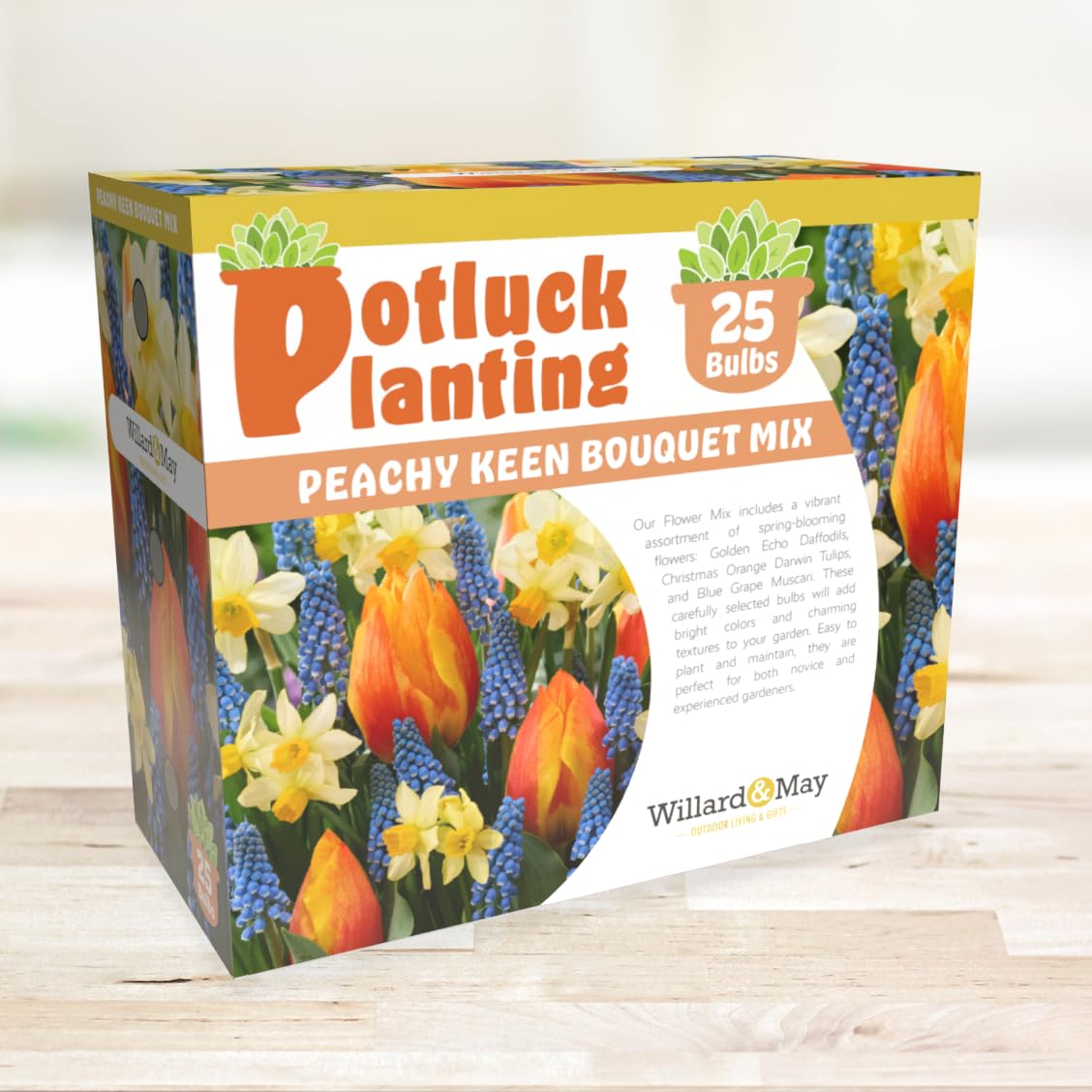 All-in-One Flower Garden Kit - 25 Flower Bulbs Per Box - Potluck Planting Peachy Keen Bouquet Mix - Daffodil, Tulip, Muscari - Fragrant - Naturalizing - Live Outdoor Garden - Easy to Plant Flowers