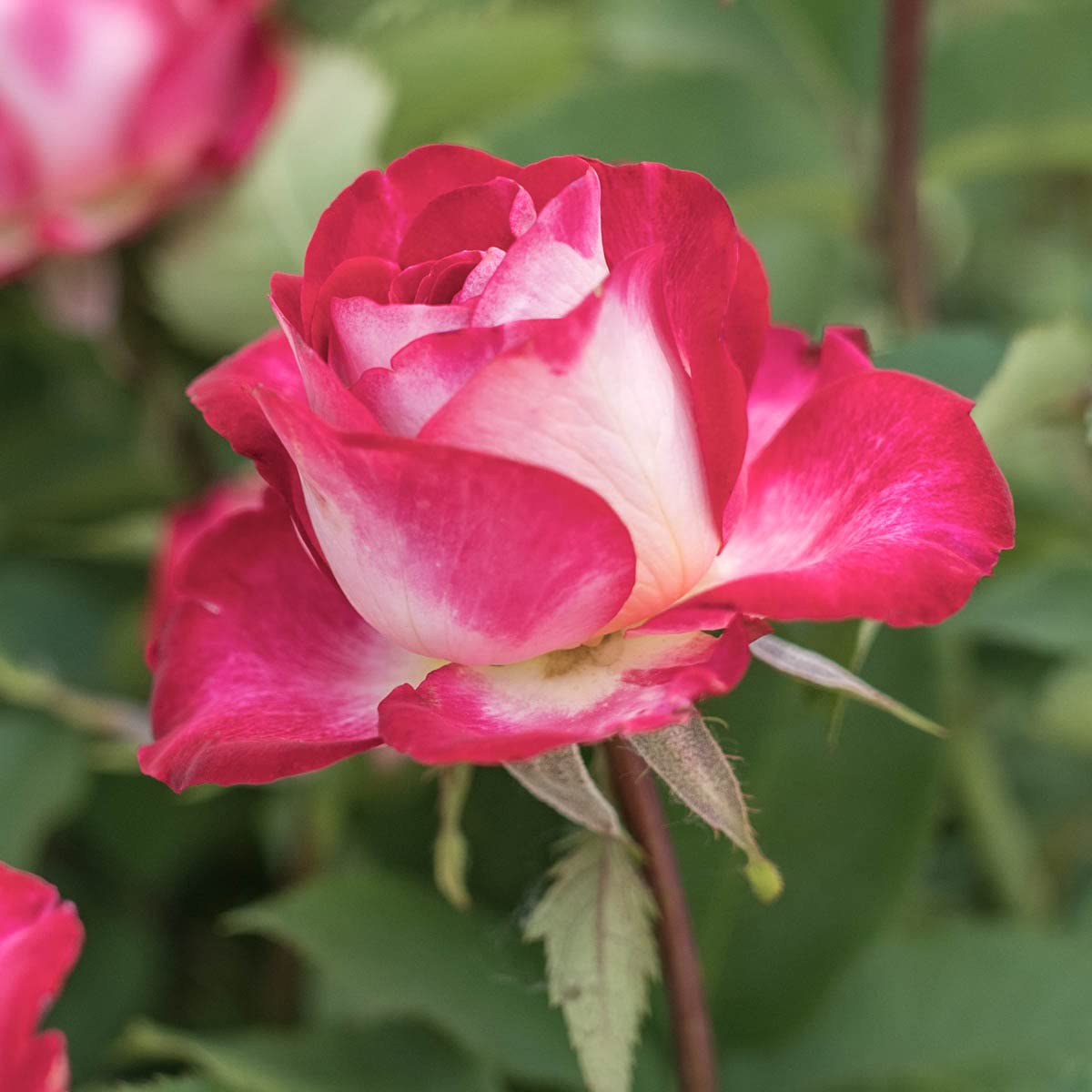 BRECK'S - Love at First Sight Dormant Bare Root Hybrid Tea Rose, Includes one Plant per Order