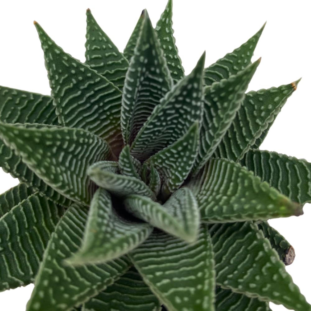 BubbleBlooms Haworthia Miami, 2 inch wandera Tropiflora Lace Aloe