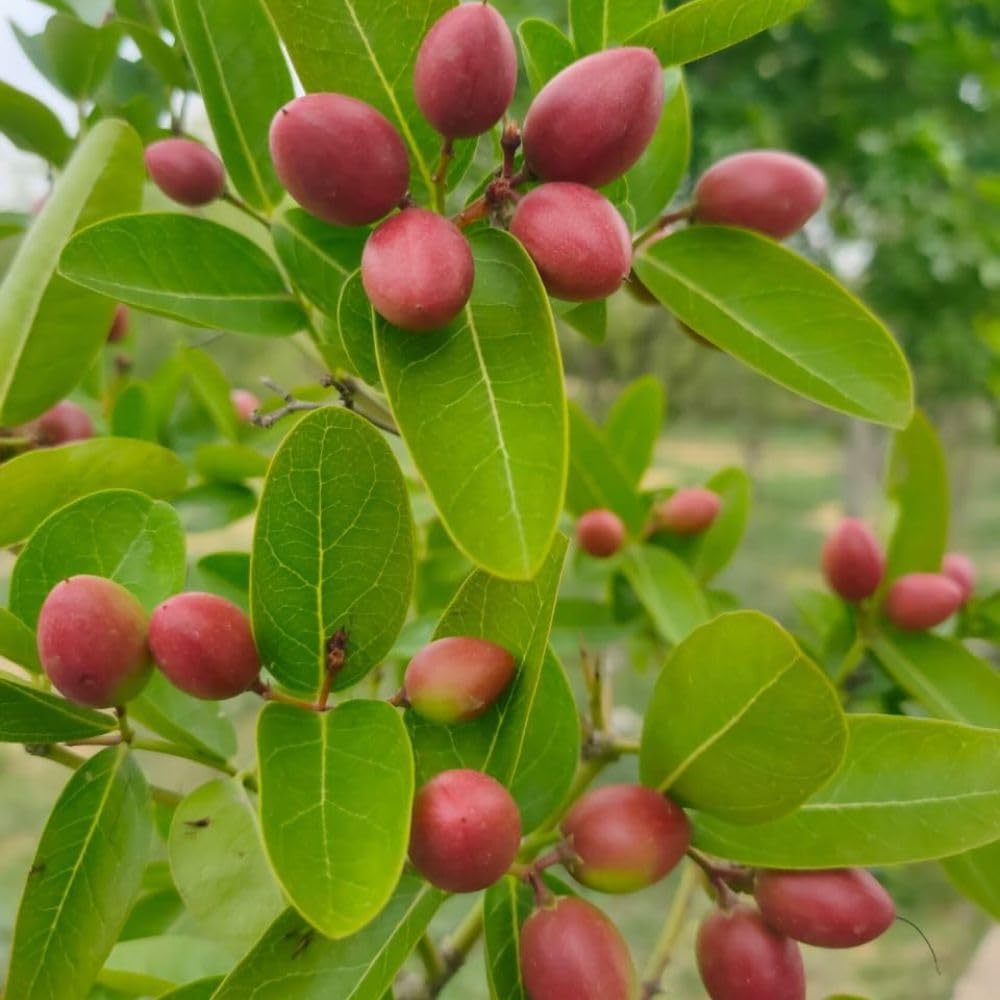 Miracle Fruit Tree Live Plant, 1-2 Ft Tall, Edible Miracle Berry Plants for Tropical Outdoor, 3 Gallon Pot Plant,No Shipping CA