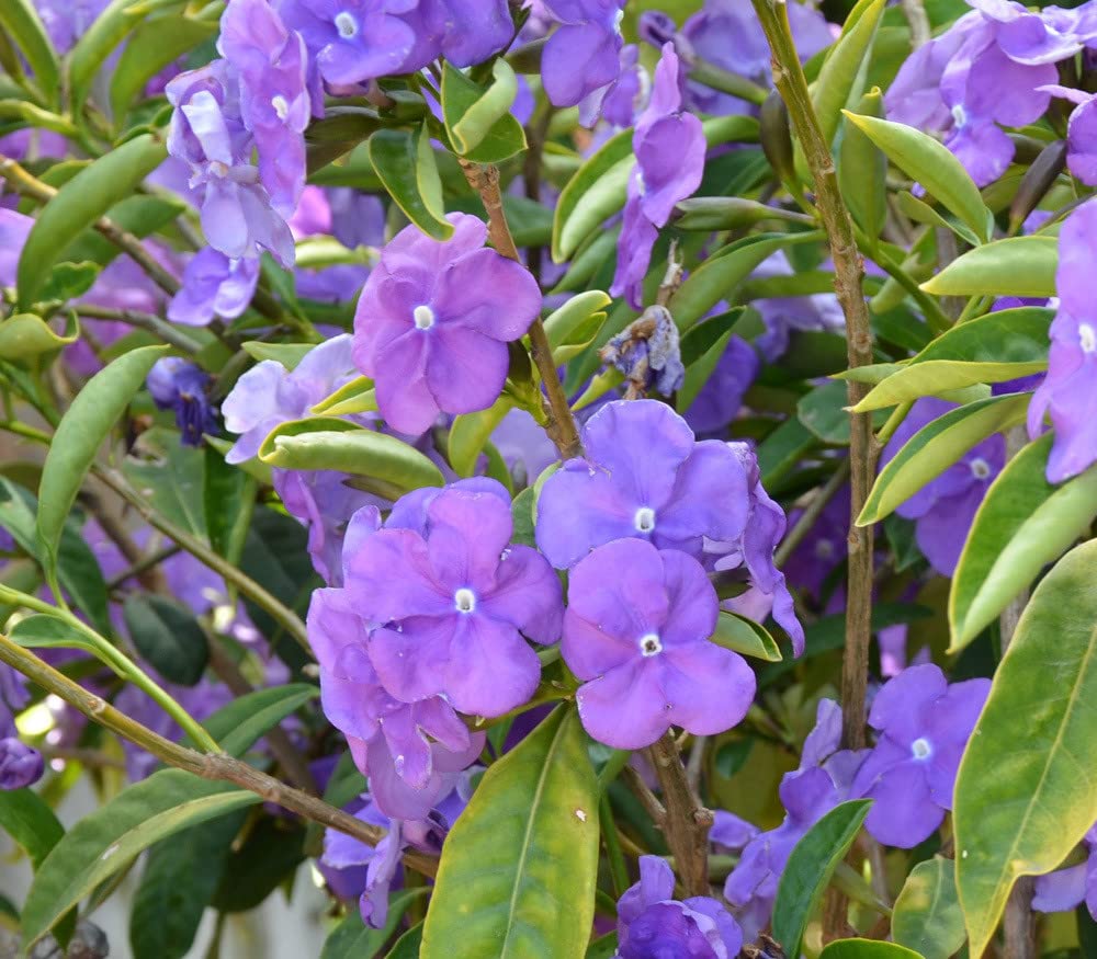 Palm Beach Medicinal Herbs - Yesterday, Today and Tomorrow (Brunfelsia floribunda) - Packet of 5 Seeds