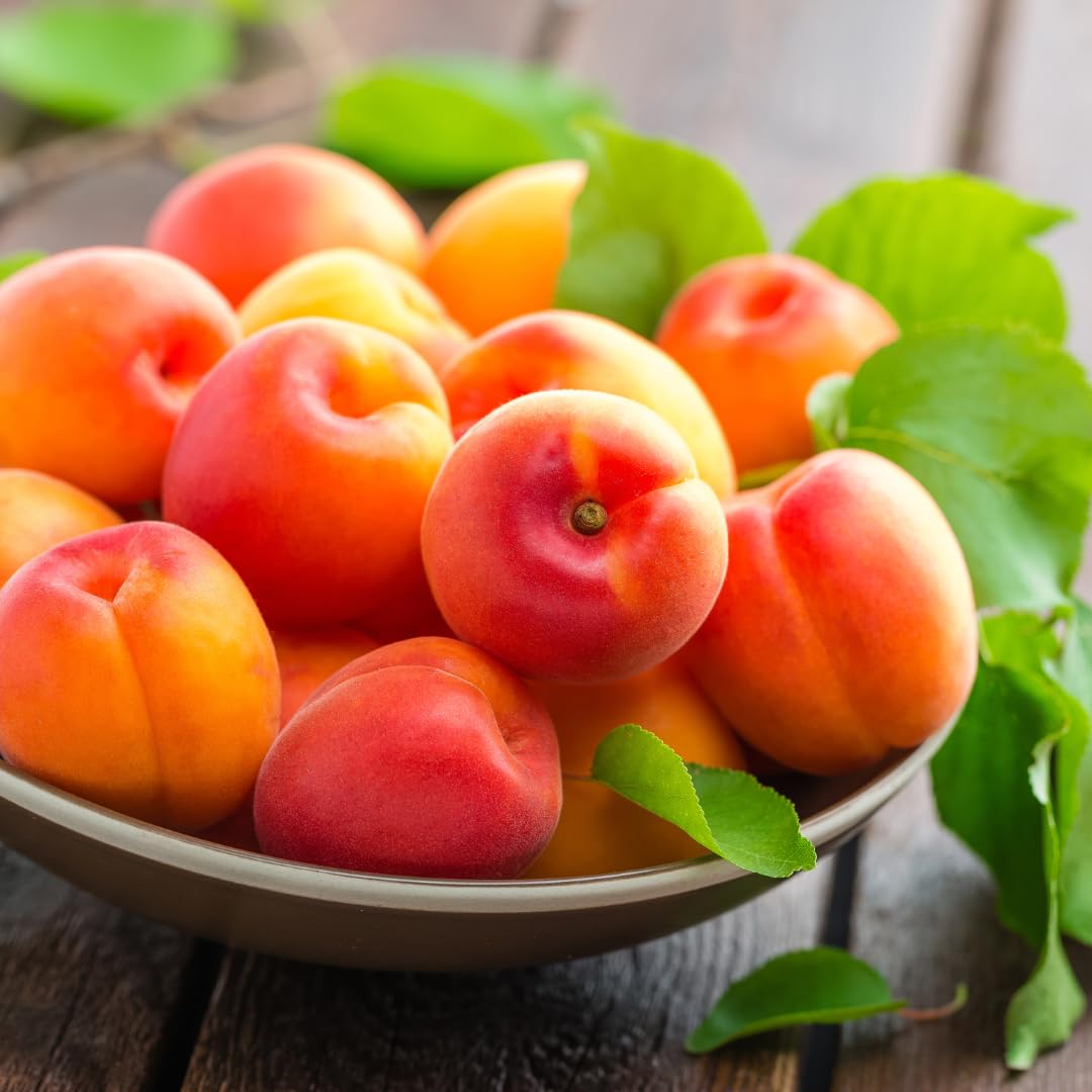 Apricot Tree Plant Live for Planting, Edible Fruit Tree, 2–3 Feet Tall in 3 Gallon Pot, Ready for Outdoor Garden, No Ship to CA