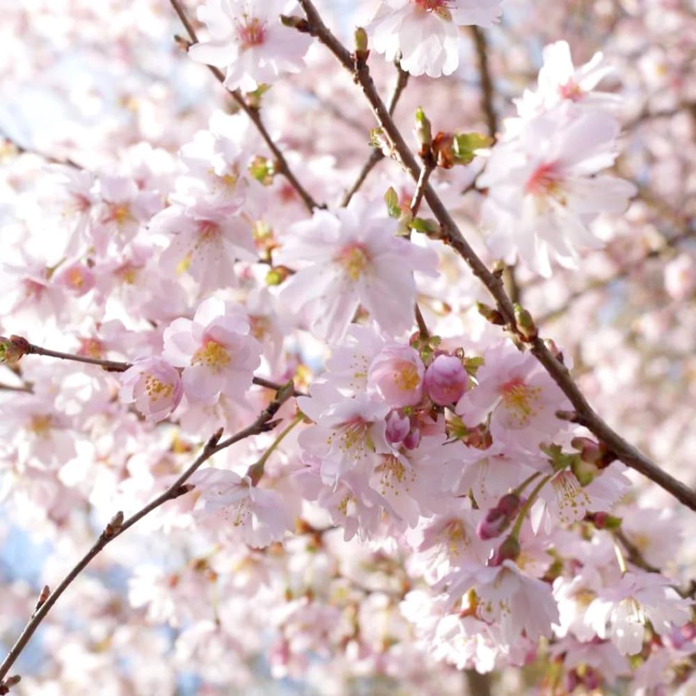 Cherry Blossom Tree Live Plant, 8-12" Tall, Ornamental Flowers for Outdoor Planting, in Pot (Autumn Cherry)