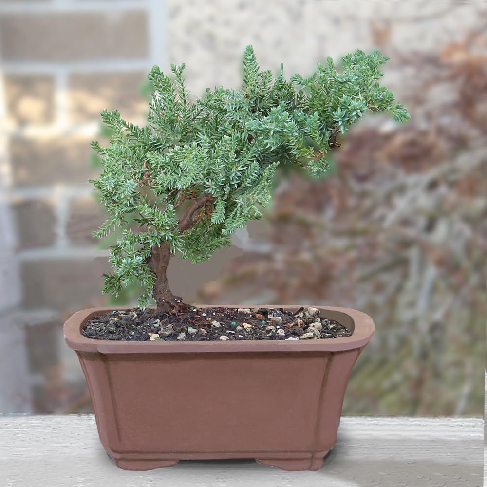 Brussel's Bonsai - Live Green Mound Juniper Bonsai Tree, Outdoor Bonsai Tree Live Plant in Decorative Container, 3 Years Old, 4-6 Inches Tall, Easy Care Bonsai (Small)