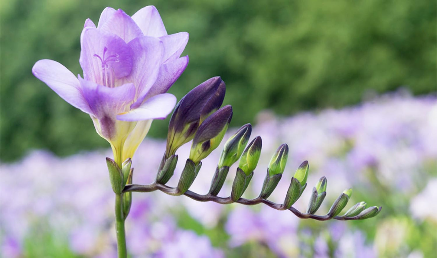BRECK'S - Multi-Color Flowering Cool Breeze Freesia Blend Dormant Bare Root Summer Flowering Bulb Mixture, 20 Bulbs per Offer