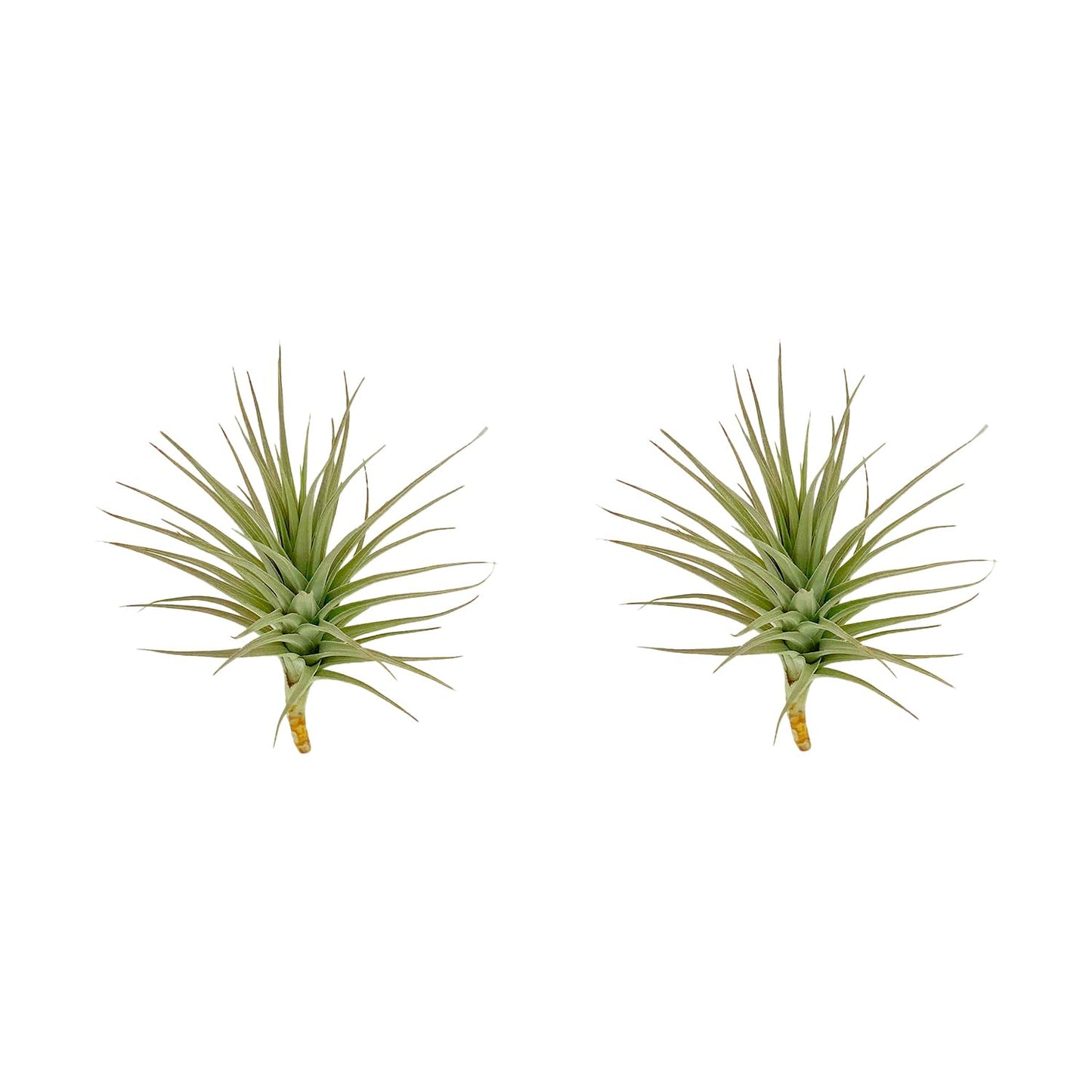 ragnaroc Air Plants - Flowering Tillandsia Lilla Lilac, Large 5" - 3ct - Live Arrival Guaranteed - House Plants for Home Decor & Gift