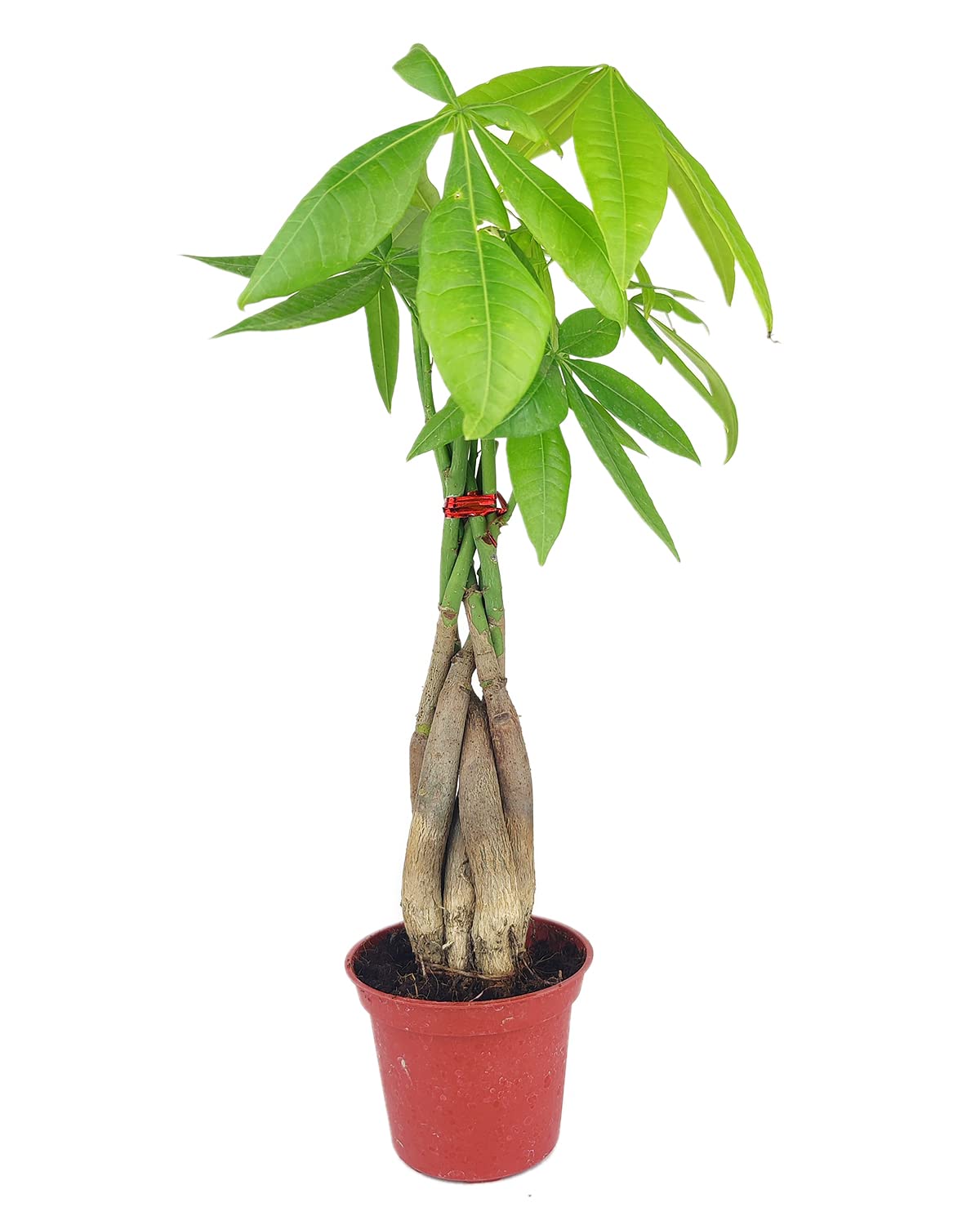 Braided Pachira Stump Money Tree (4" Grower Pot) - Feng Shui Lucky Plant for Home Office Decoration - Best Indoor Air Purifier Houseplant for Beginners - Low Light and Easy to Care Houseplant