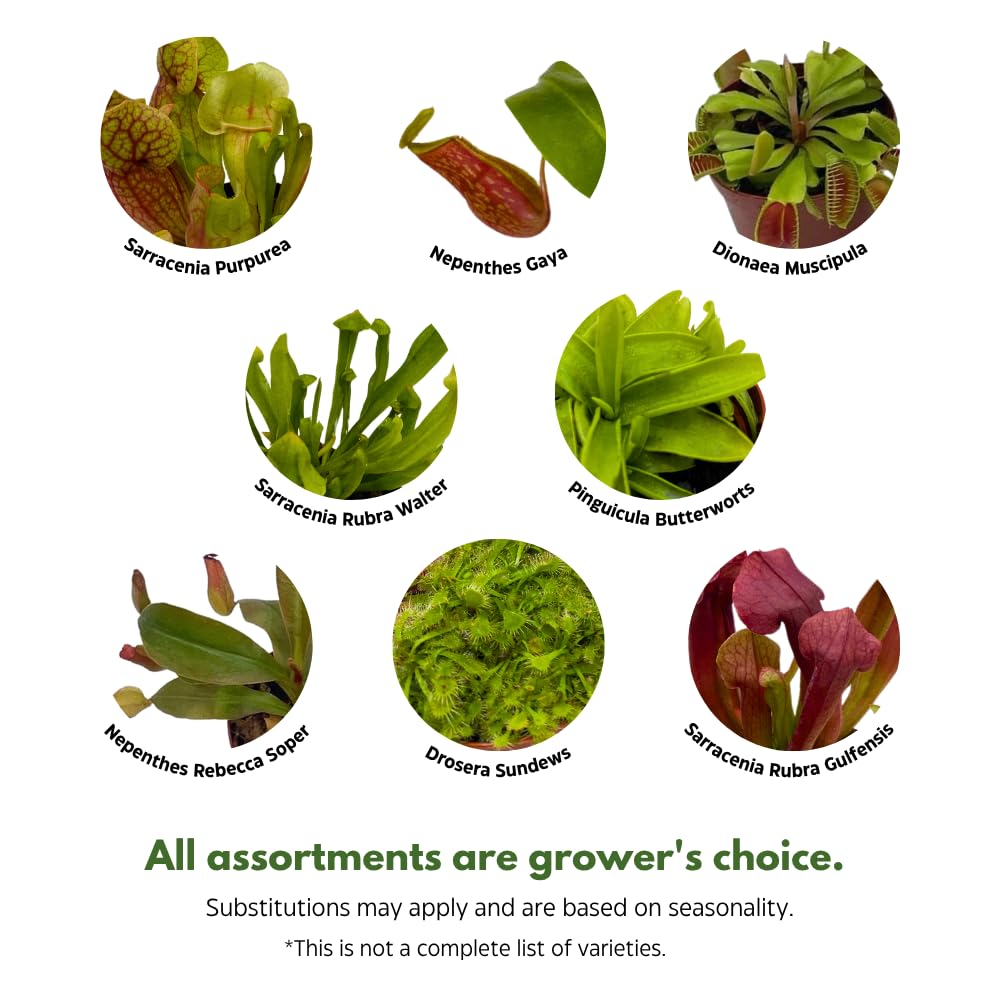 BubbleBlooms Carnivorous Plant Assortment Set, 5 Live Different Plants in 2 inch Pots