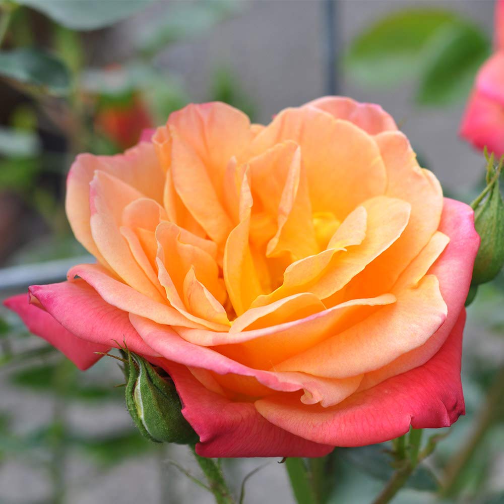 Heirloom Climbing Roses, Live Own Root Plant for Outdoor Garden, Joseph's Coat, Lightly Fragrant, Hardiness Zones 5-10, Continual Blooming