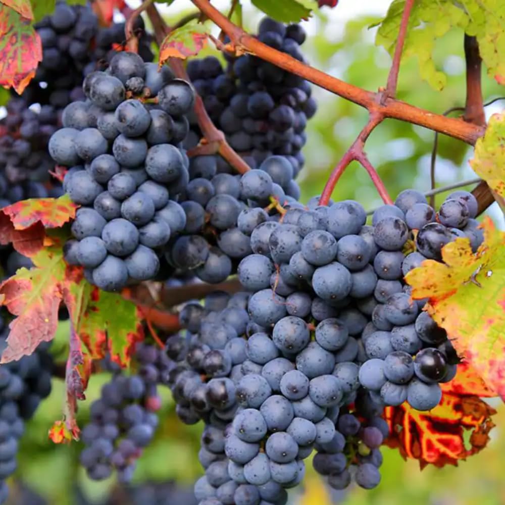 Grape Vine Plant Live for Planting, Grape Plant Live Grape Tree 1 to 2 Years Old, Grape Fruit Tree for Planting, Well-Rooted (Blue Black Grape)