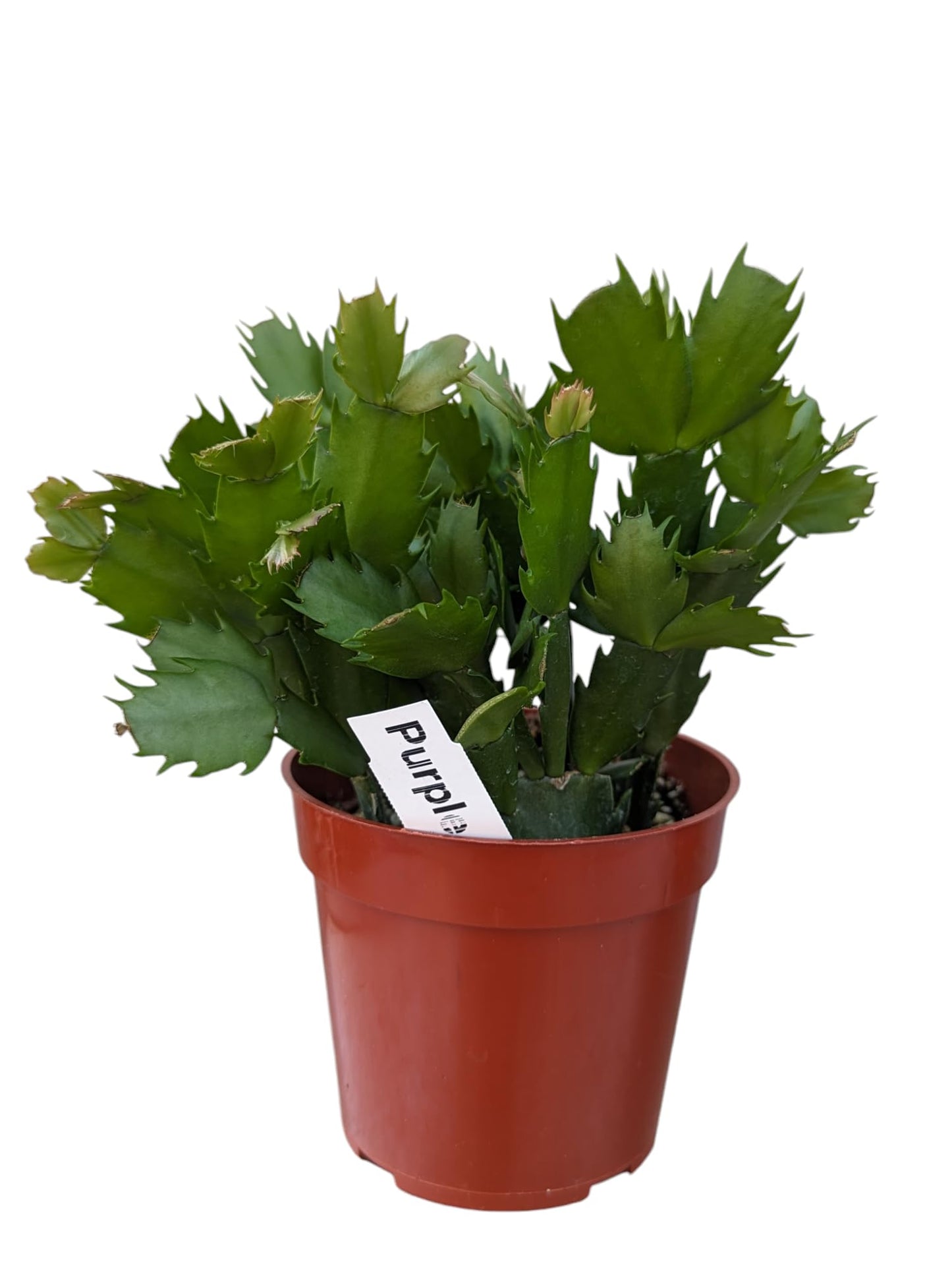 Purple Christmas Cactus Plant - Zygocactus, 4" Pot