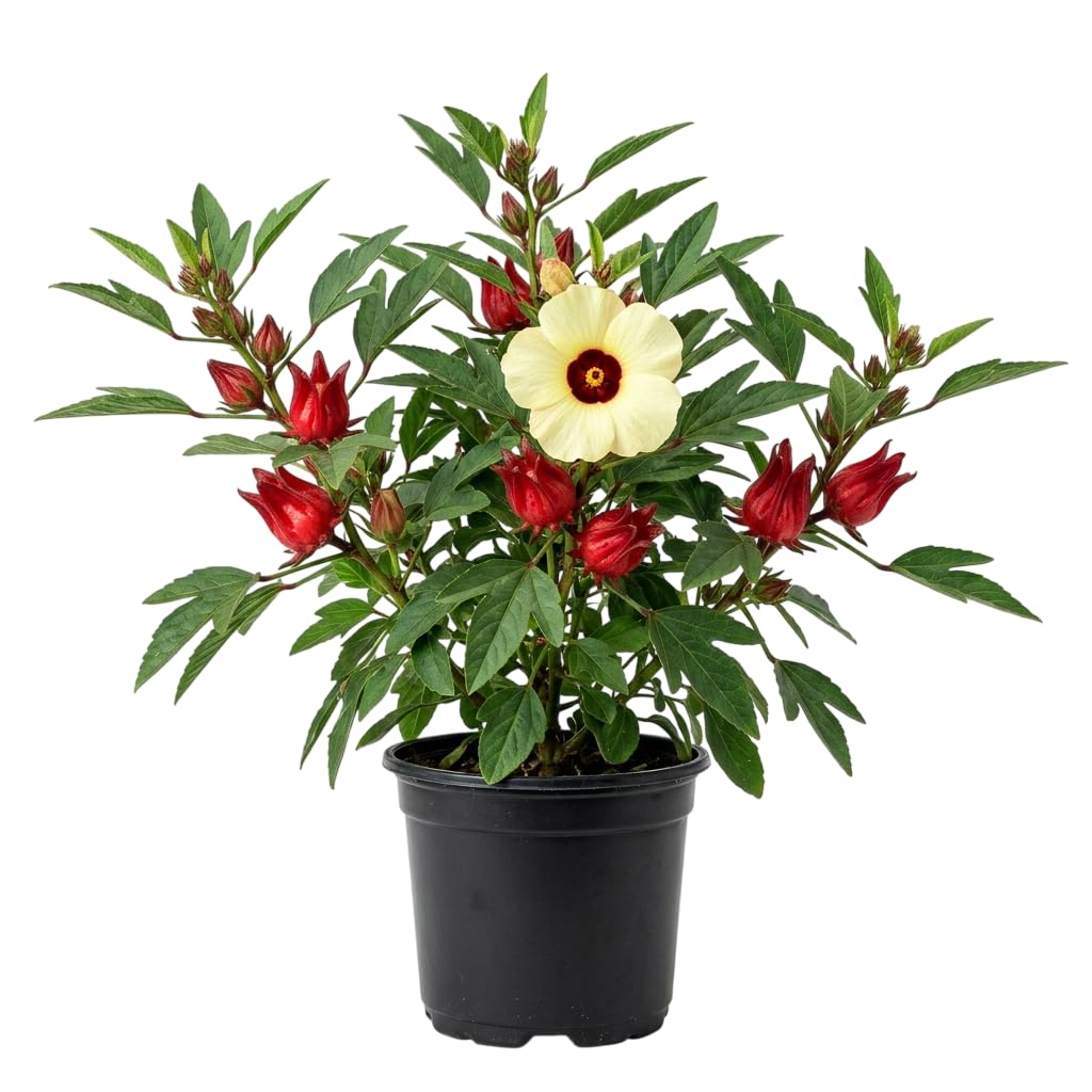 2 Plants in A Pot, Live Roselle Hibiscus Plant for Planting, Florida Cranberry Hibiscus Bushes 6-10 Inch Tall 4 Inch Pot, Perennial Roselle Red Shurbs