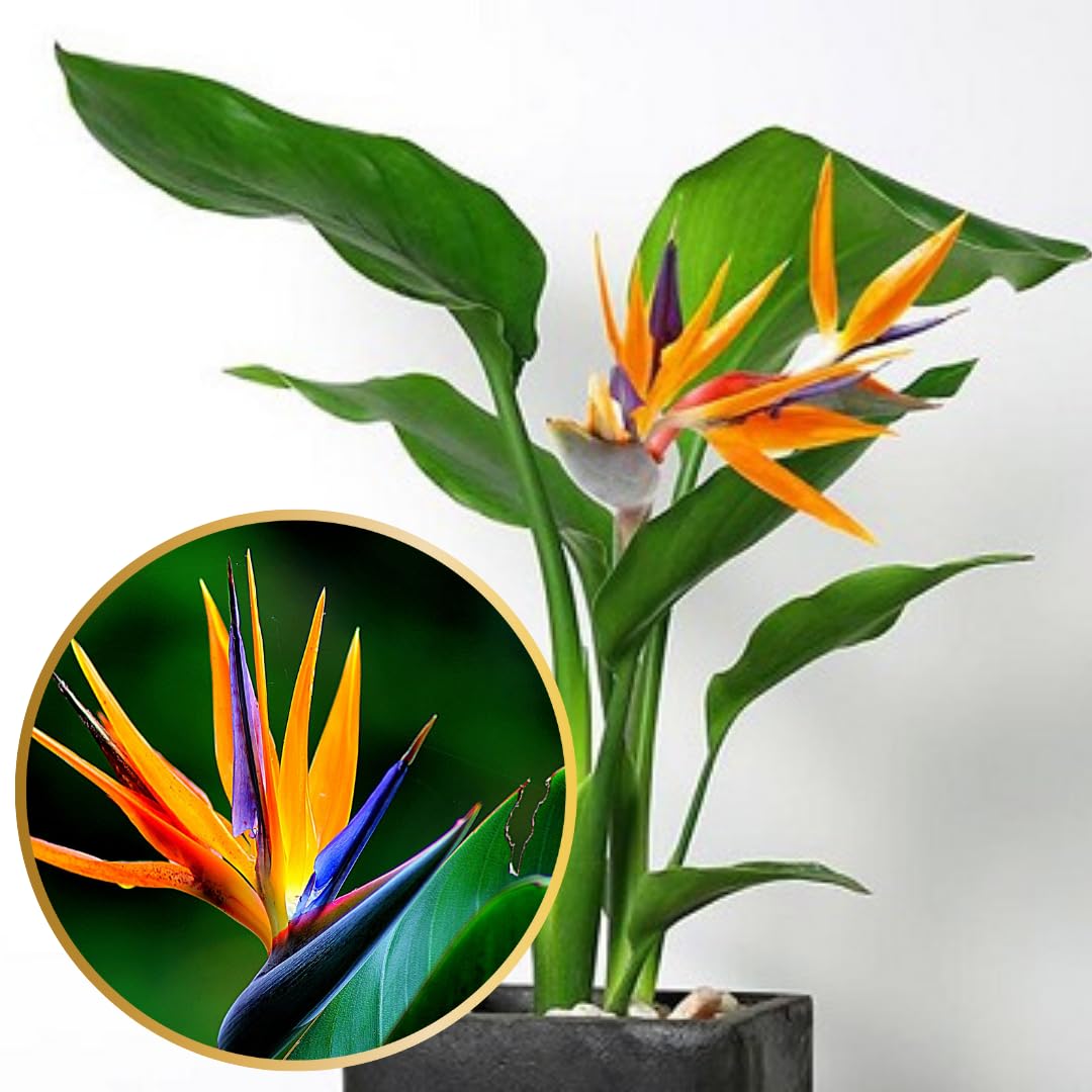 Bird of Paradise Plants - Live Tropical Ornamental Houseplant, 6-8" Indoor and Outdoor Planting, Zones 9-11 (Orange)