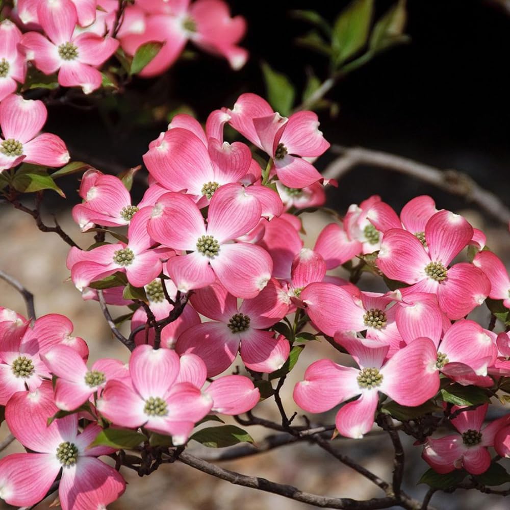 Pink Dogwood Tree Live Plant for Planting, 8-14 Inch Height, Quart Pot Size, Dogwood Live Plant Dogwood Bush Shrub, Dogwood Plant Live, Dogwood Flowers