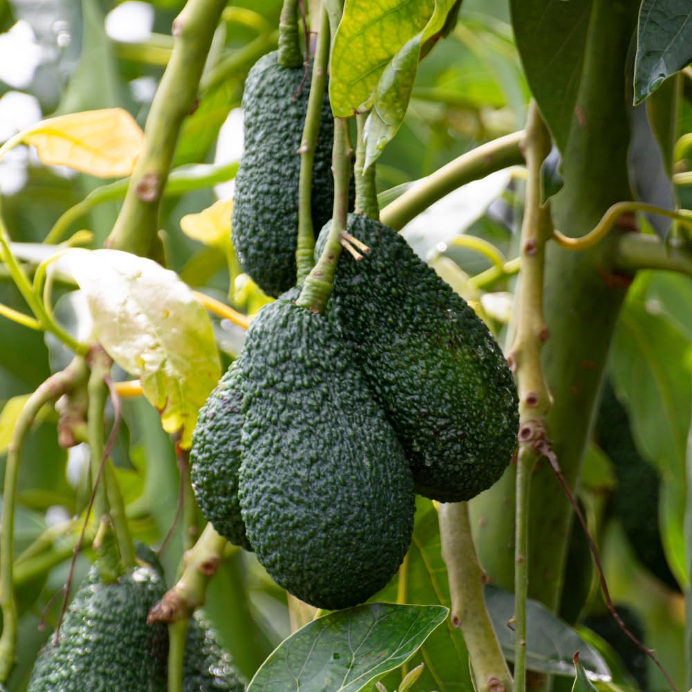 Live HASS Avocado Tree, Avocado Seedlings from 1 to 2 Feet Height, 3 Gal Pot for Edible Gardening, No Shipping to CA