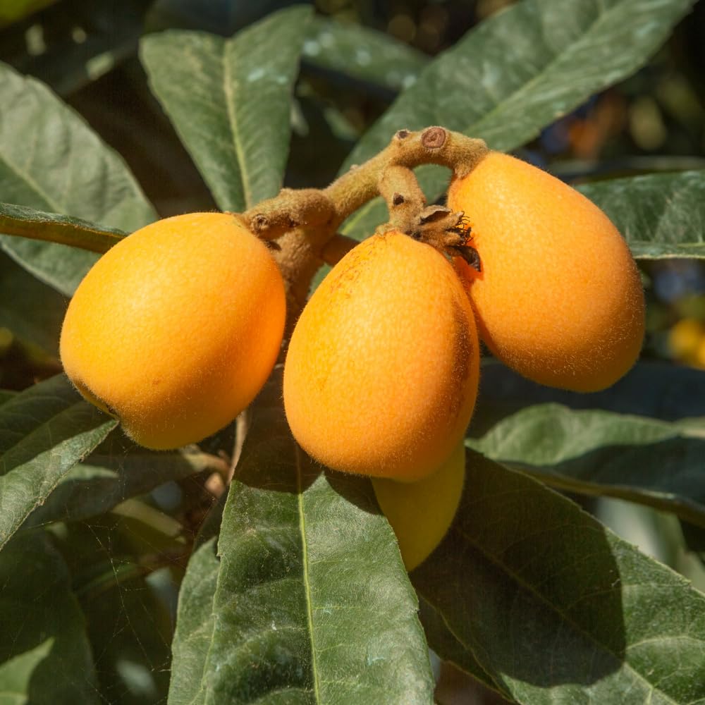 Loquat Tree Live Plant, Loquat Fruit Trees Live Plants, 1-2 Feet Tall in 3 Gallon Pot, Sweet Fruit Tree for Outdoor Planting, No Ship to CA