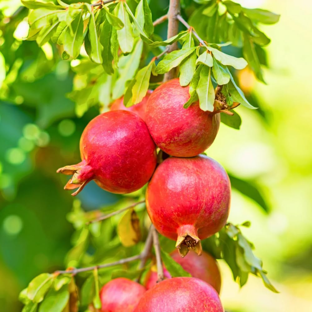Red Pomegranate Tree Live Plant, 6-12” Tall, Sweet Pomegranate Fruit Plant in 4” Pot, Cold Hardy