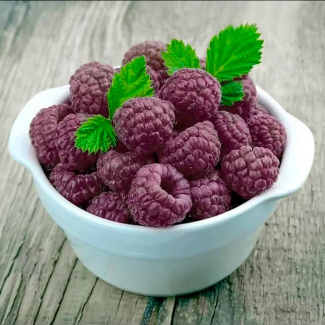 Set of 2 Raspberry Plants Live, Raspberry Bushes, Raspberries Plant, 4 to 6 Inch in Tall for Growing (Purple Raspberry)